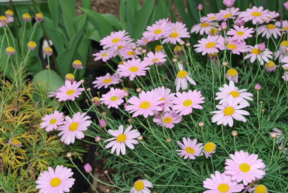 3 Margueritea