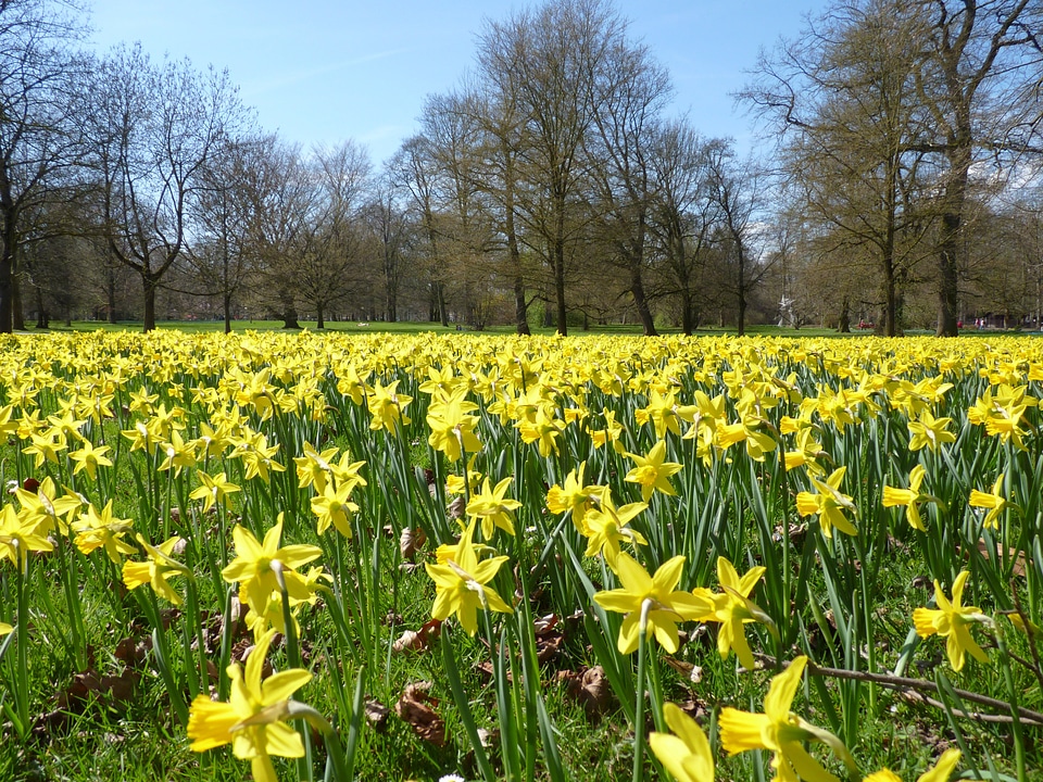 Yellow spring blossom photo