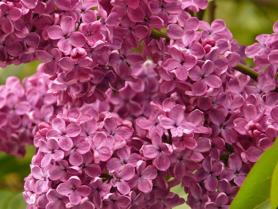 Bush plant violet
