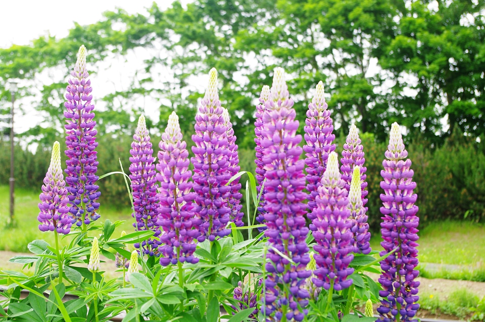 2 Lupine photo