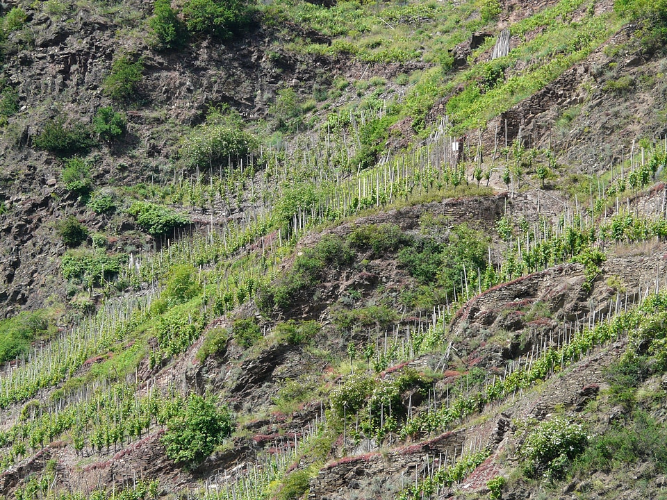 Wine steep location mosel
