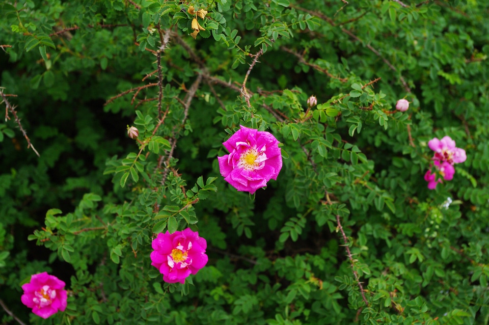 1 Rose