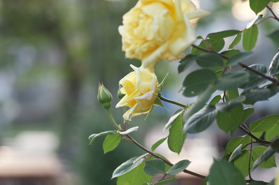 4 Rose