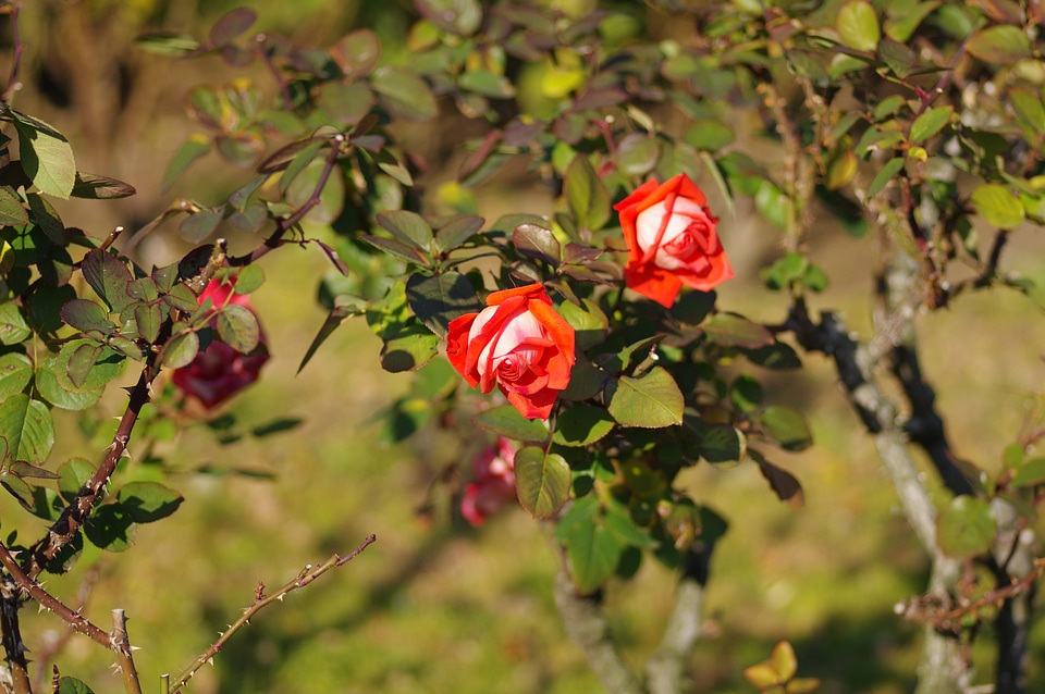 5 Rose