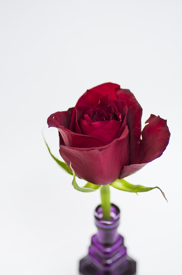 10 Rose