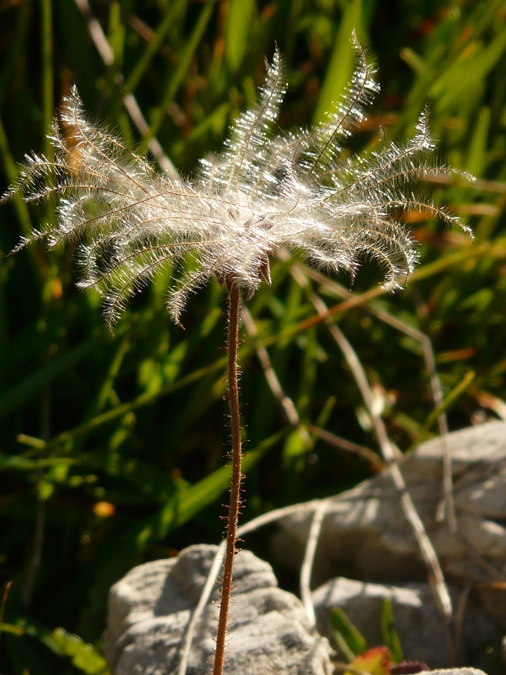 Mountain avens dryas roses photo