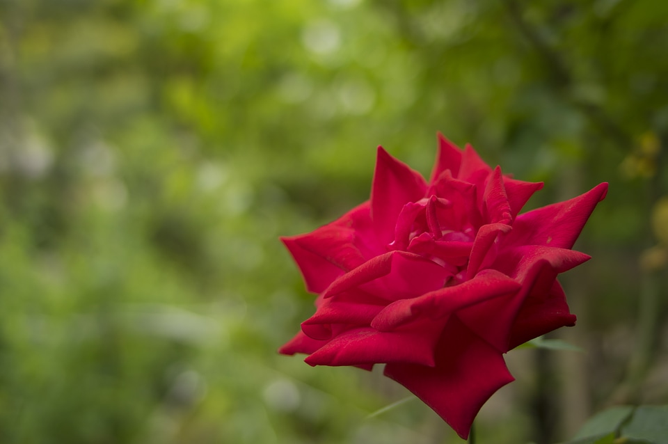 7 Rose
