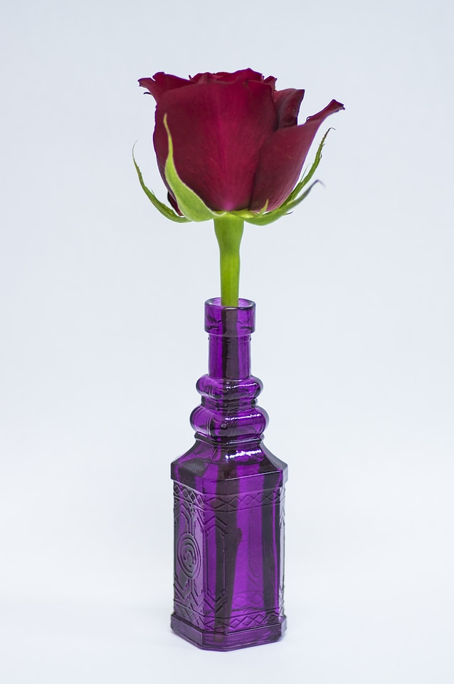 8 Rose
