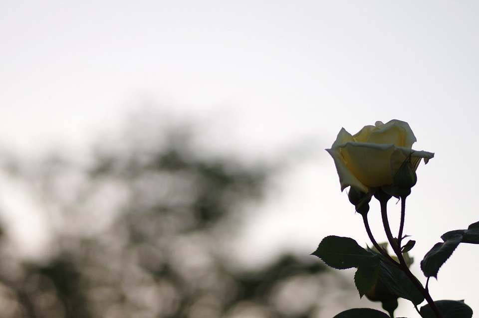 12 Rose