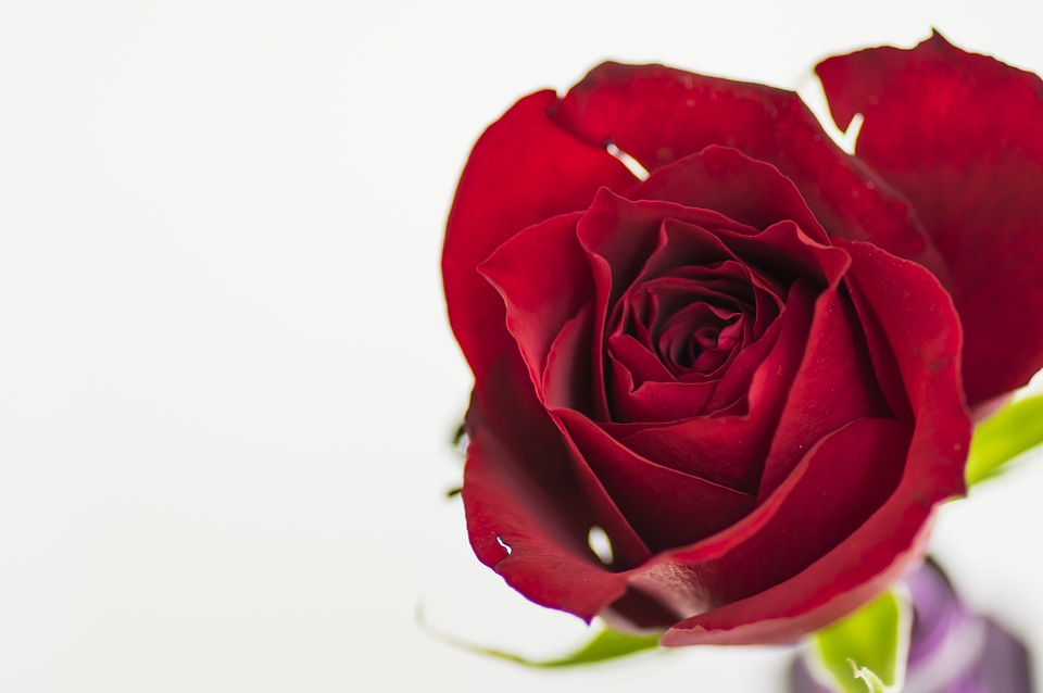 17 Rose