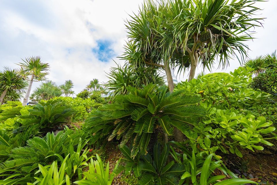 19 Plant