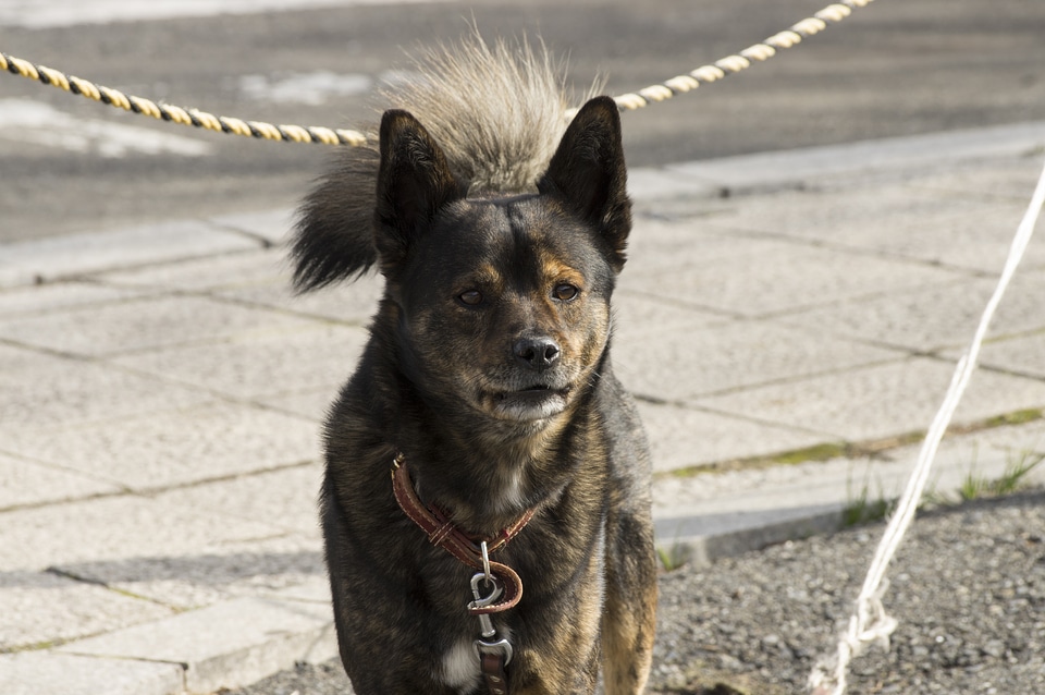 1 Dog