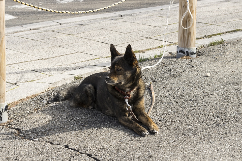 4 Dog