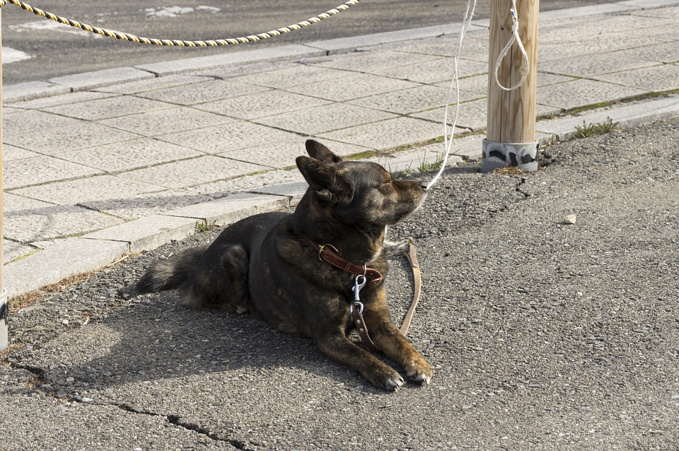 5 Dog