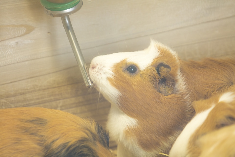 Guinea pig photo