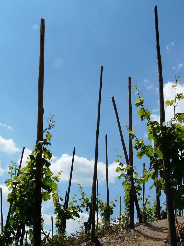 Vineyard wine growing winegrowing