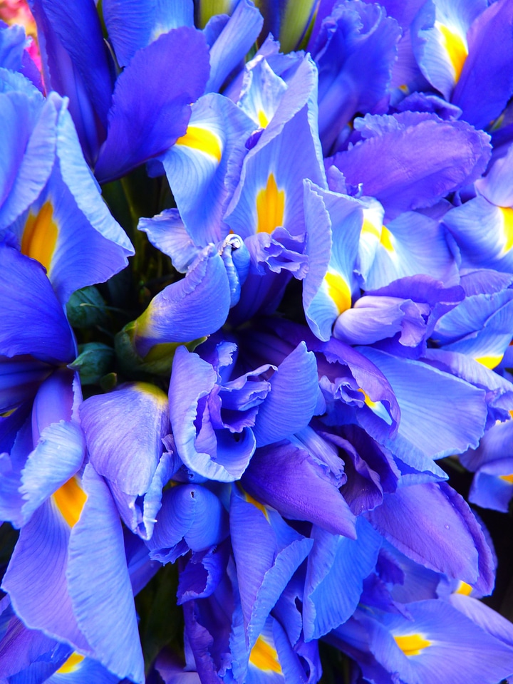Iris blue flowers