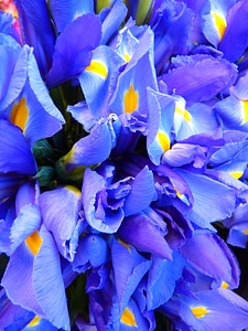 Iris blue flowers