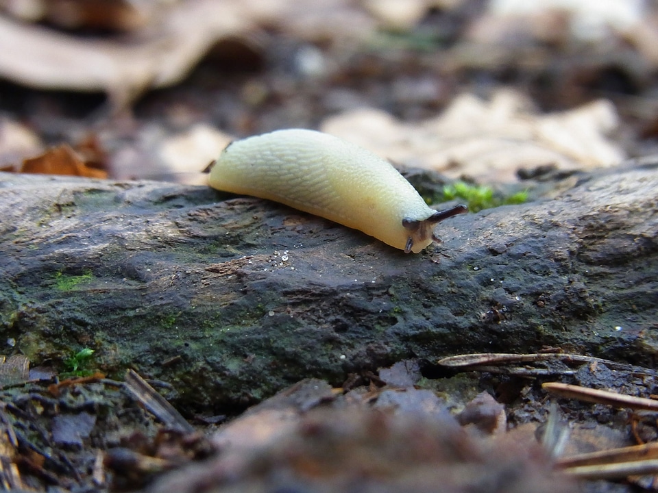 Mollusk animal nature