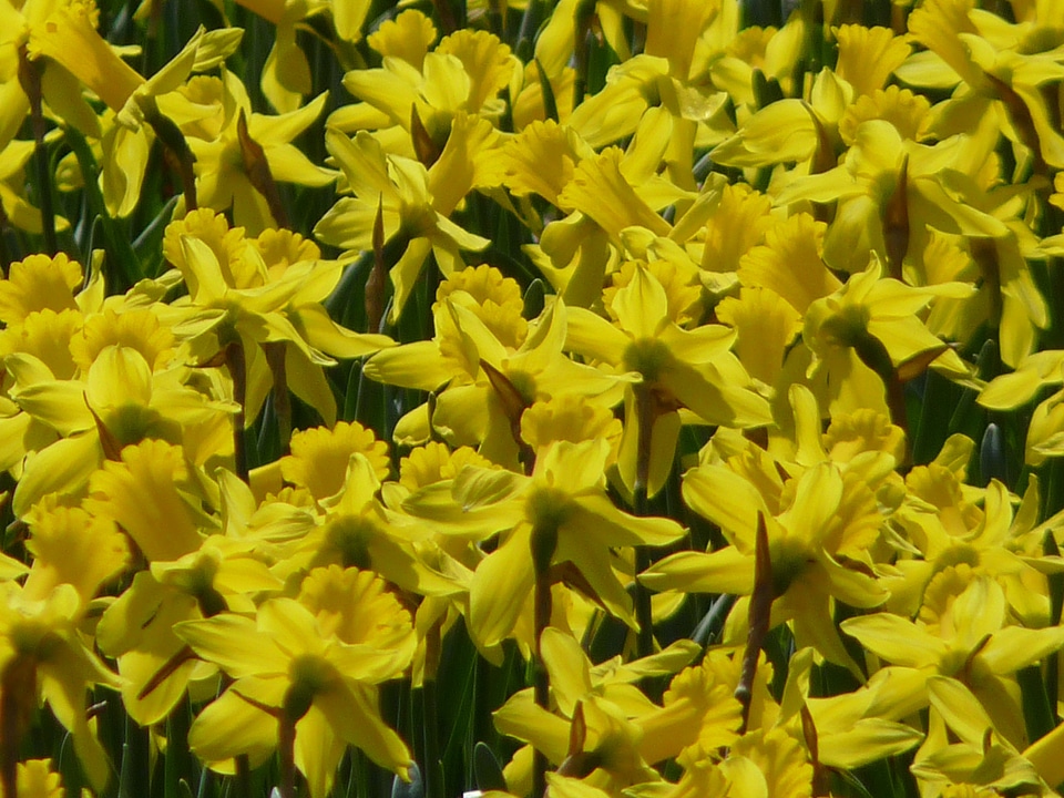 Yellow spring blossom