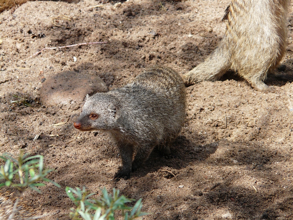 Mongoose animal creature