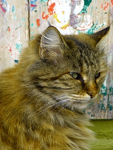 Sweet knuffig animal