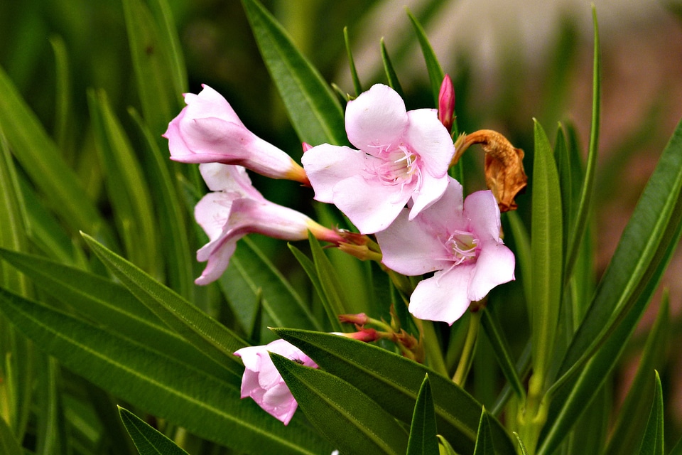 Plants nature floral