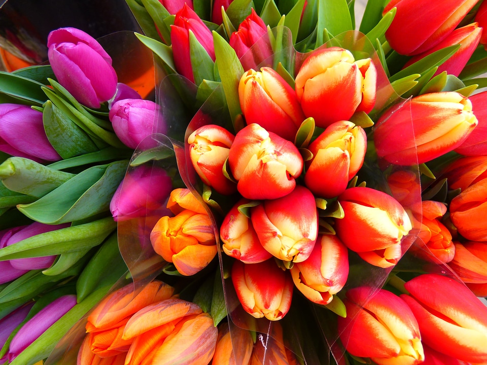 Bouquet bloom flower
