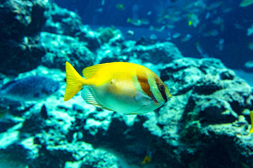 1 Fish