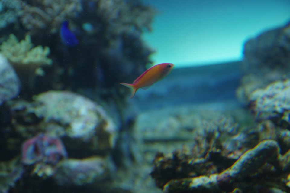 8 Fish