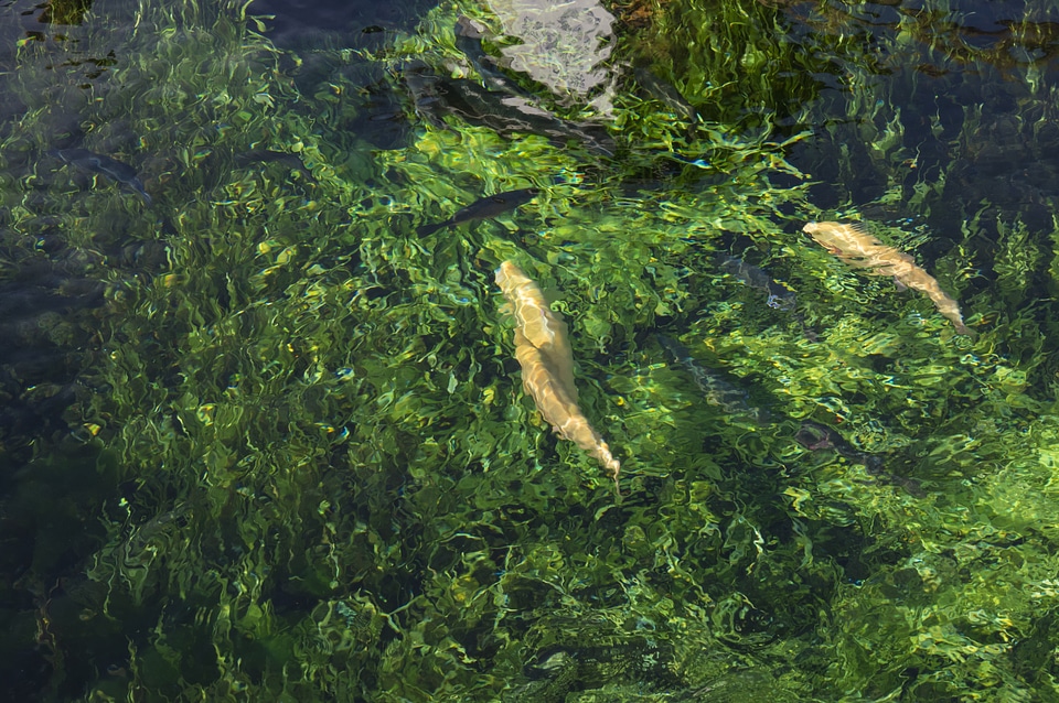 11 Fish