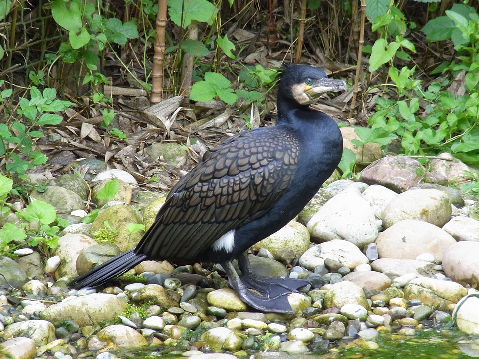 Bird animal vertebrate