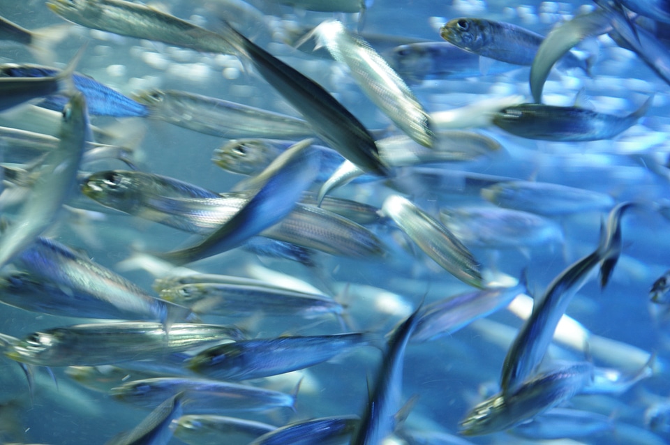 10 Fish