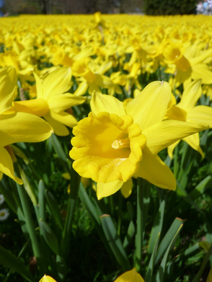 Yellow spring blossom