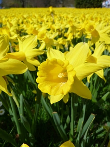Yellow spring blossom photo