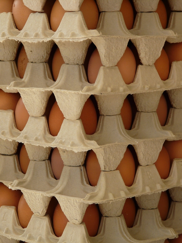 Egg egg box food