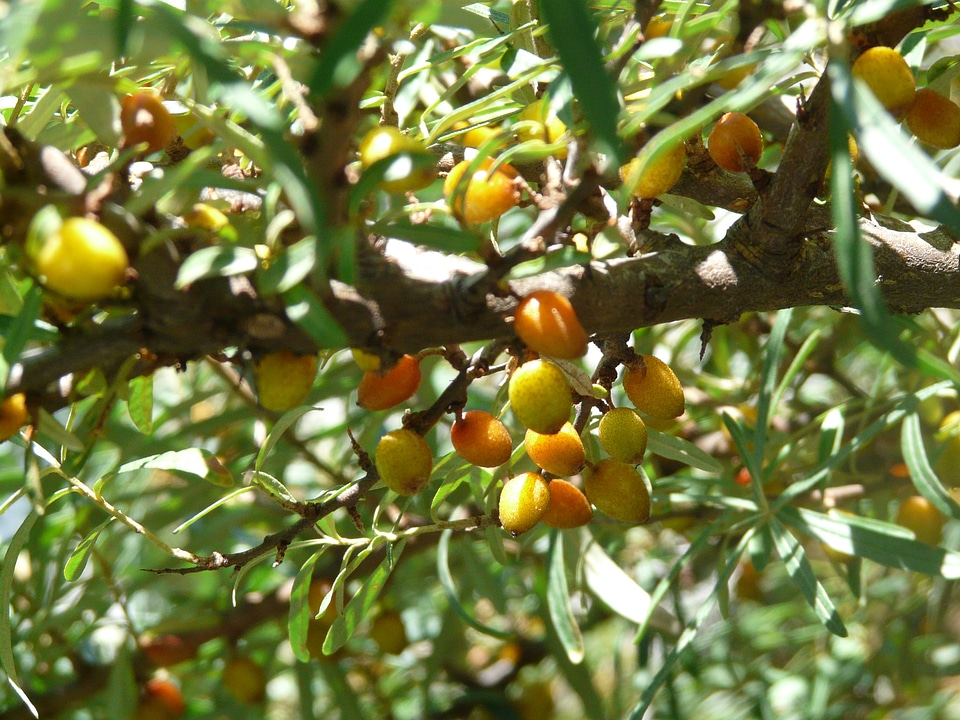 Thorns sea buckthorn bush
