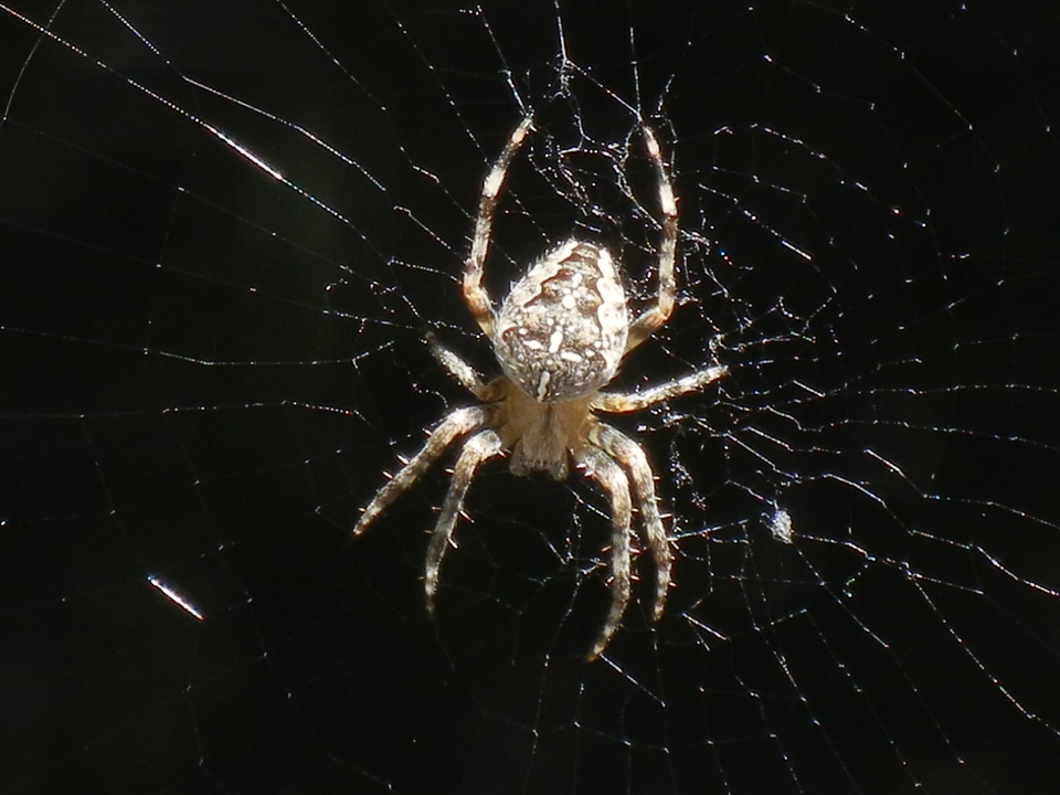 Cobweb insect nature
