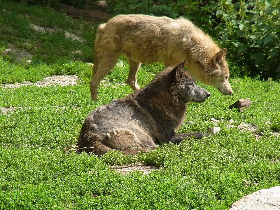 Animal predator mammal