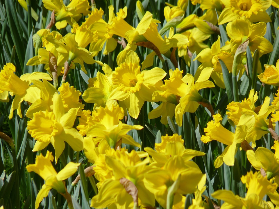 Yellow spring blossom