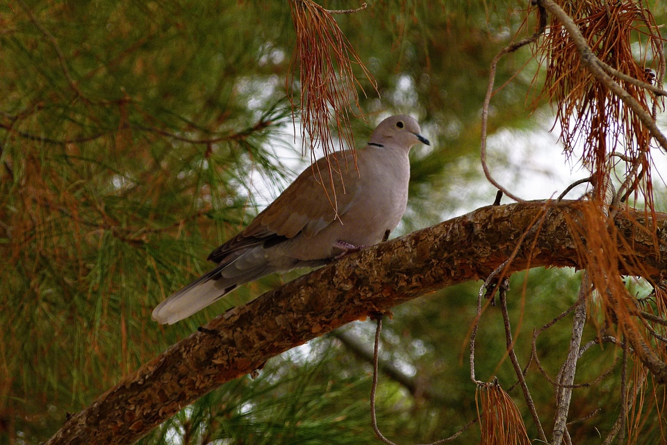 Feathered sitting tree