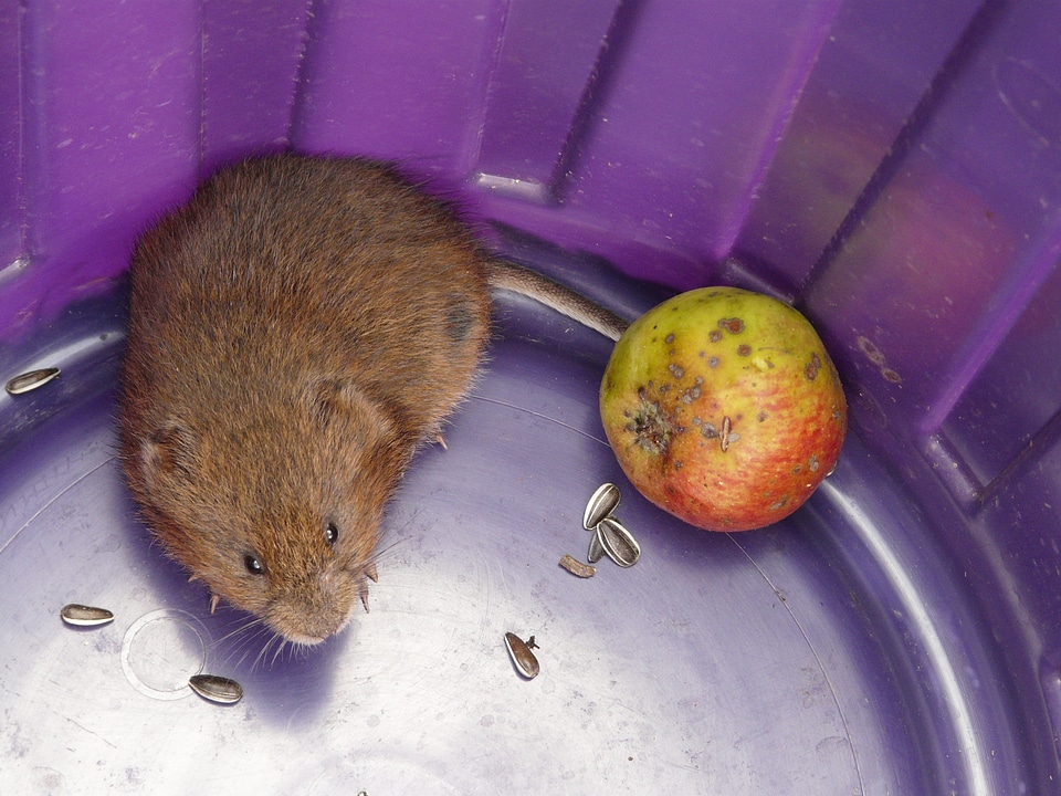 Mouse water vole large vole