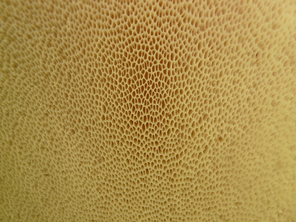 Pores schwammartig bottom