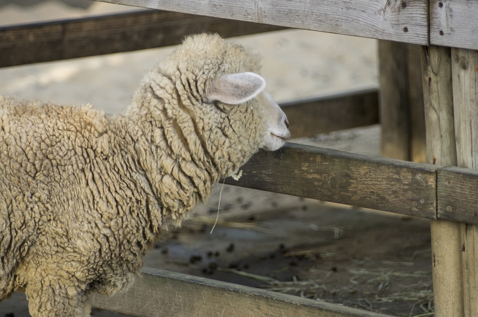 3 Sheep