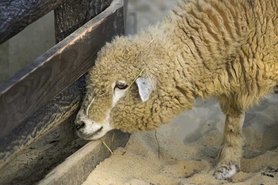 5 Sheep