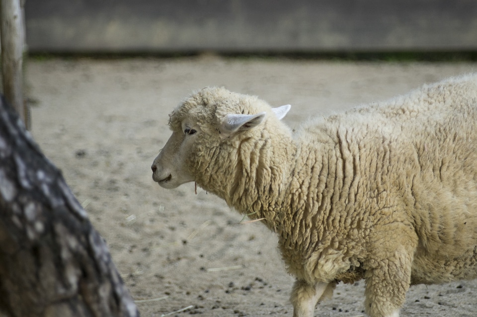 4 Sheep