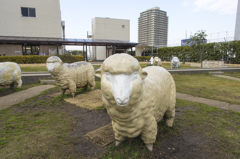 1 Sheep