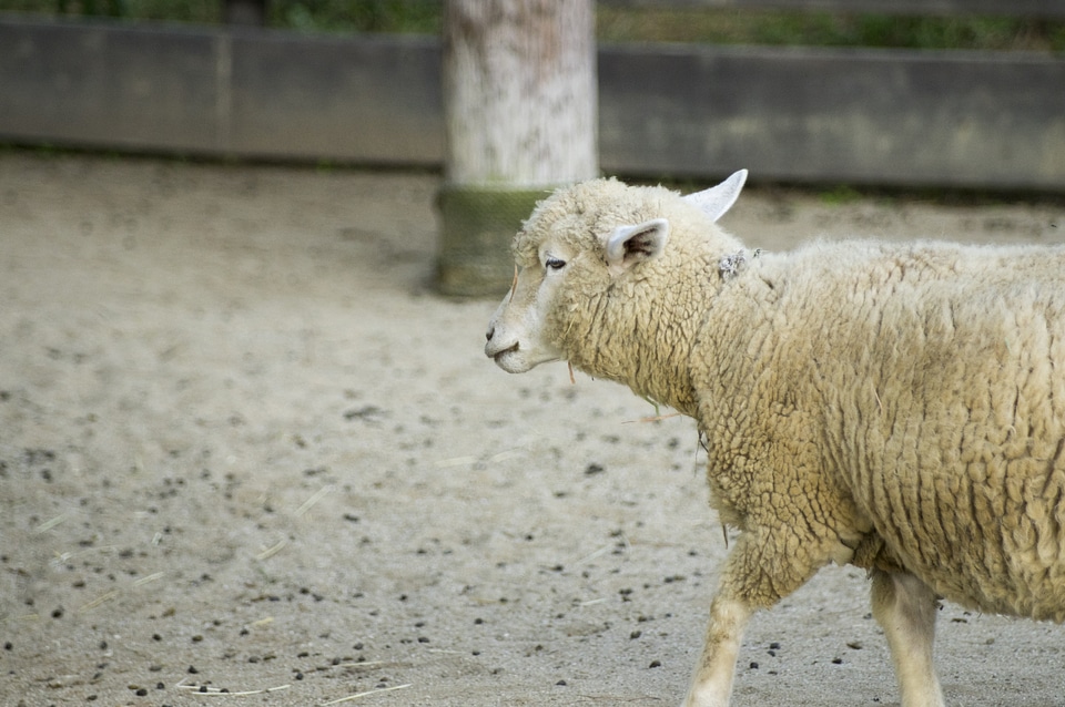 8 Sheep