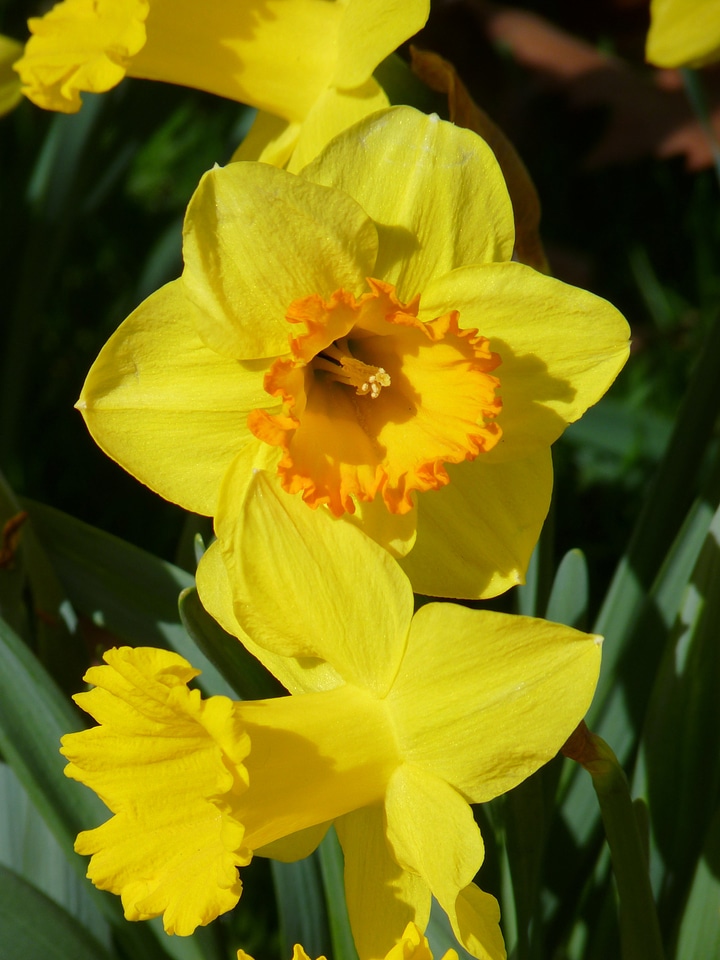 Spring blossom bloom