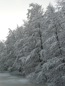 Snow trees icy